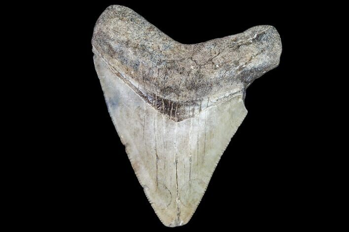 Juvenile Megalodon Tooth - Georgia #111642
